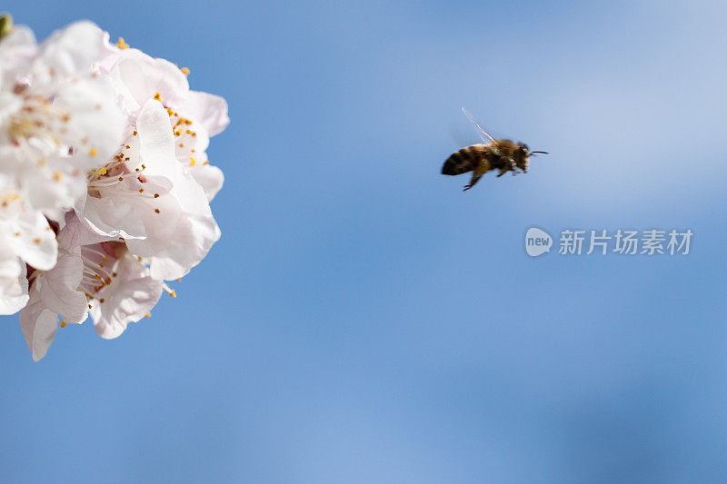 蜜蜂飞离花丛