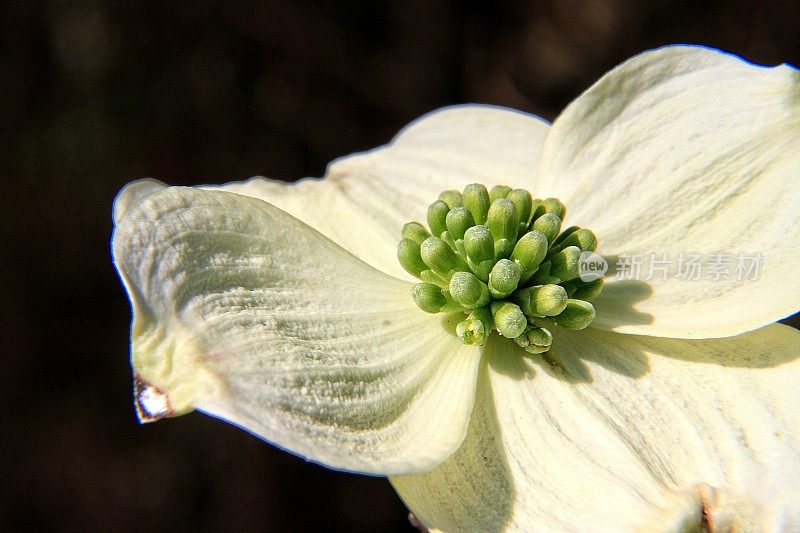 山茱萸花