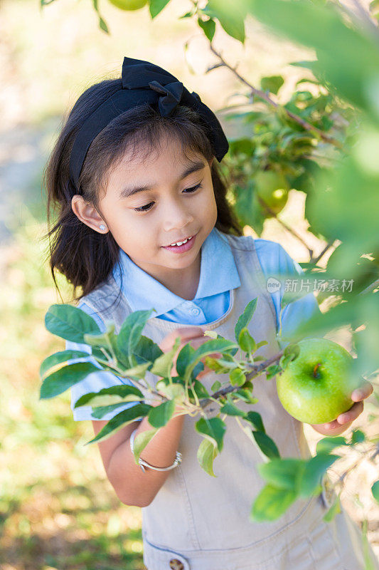 亚洲小学生在果园郊游期间摘苹果