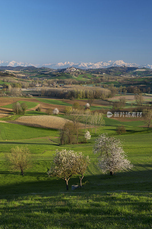 丘陵，清澈，春天的绿色景观，蒙费拉托，阿尔卑斯山为背景
