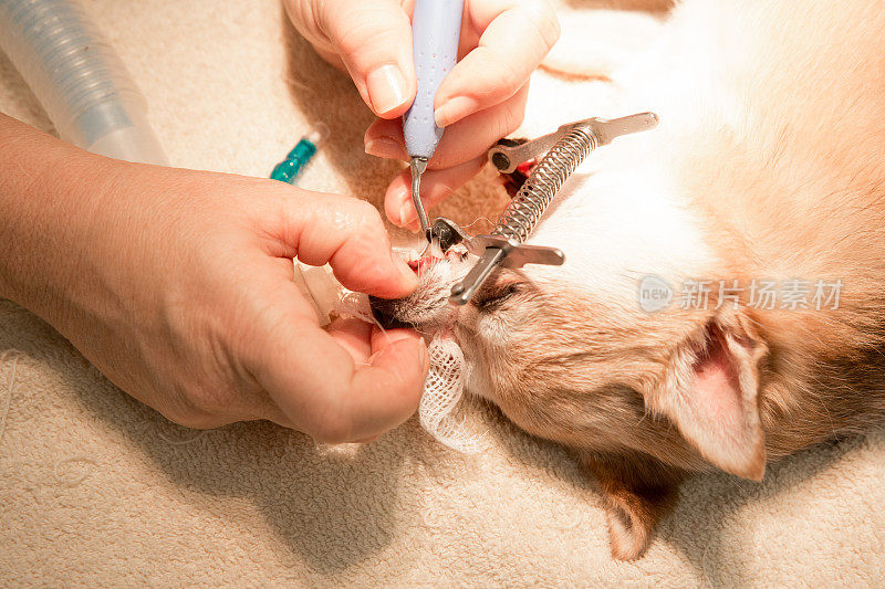在麻醉状态下清洗牙齿的狗
