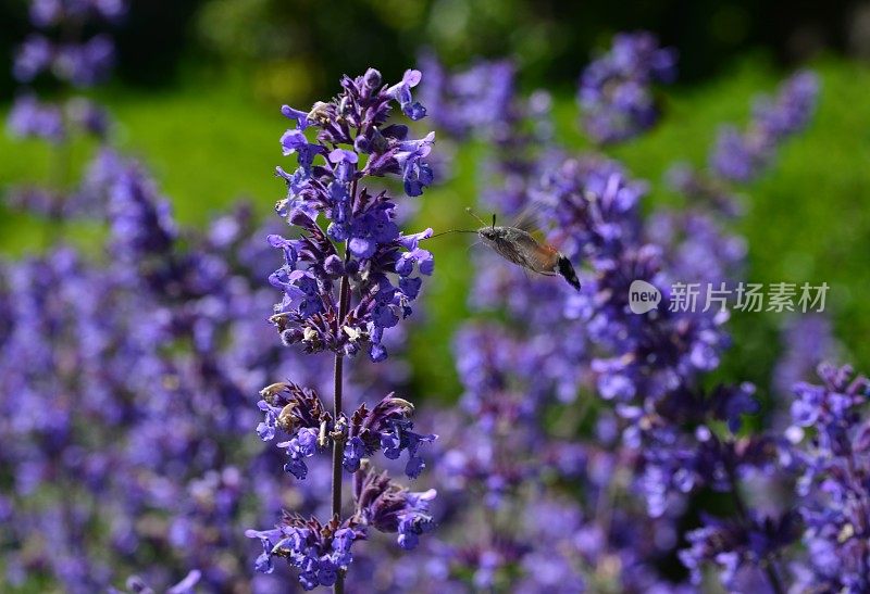 蜂鸟蛾,英国