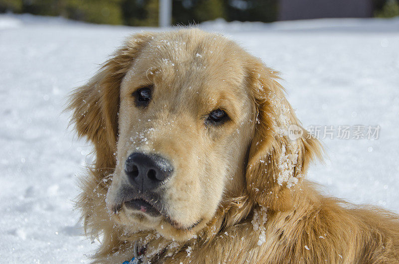 雪中的金毛寻回犬