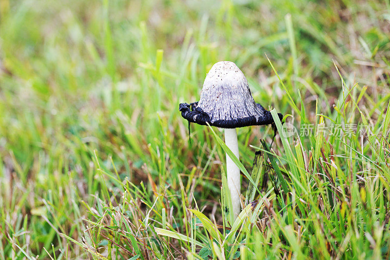 毛毛墨水帽蘑菇