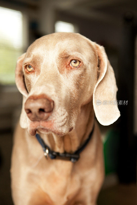 魏玛猎犬的特写