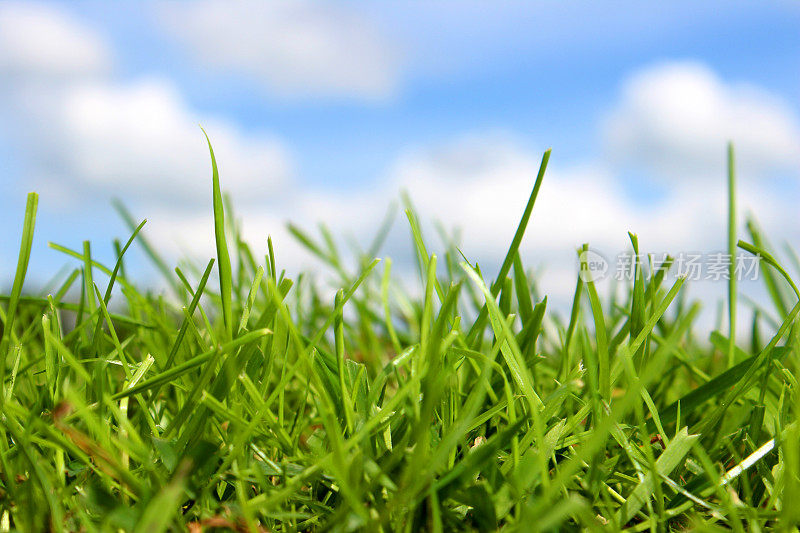 特写的草叶，绿色的田野映衬着多云的蓝天