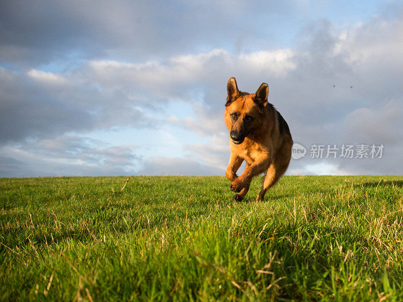 行动中的德国牧羊犬