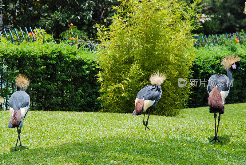 驯服的凤头鹤穿过花园草坪，吉塞尼卢旺达
