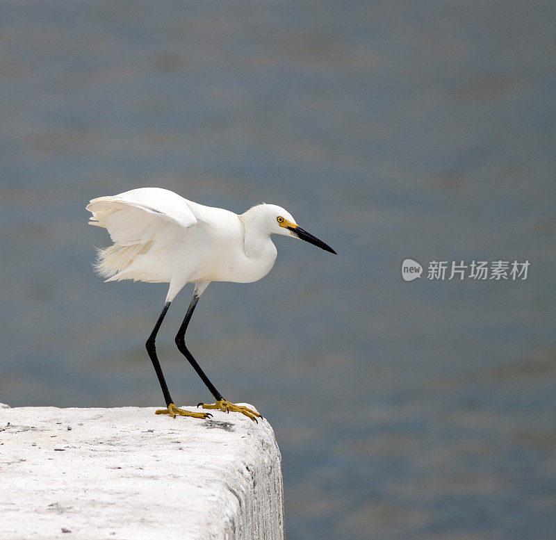 白鹭准备飞翔