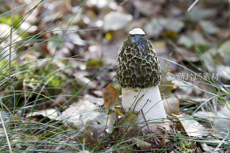 Stinkhorn(阴茎impudicus)