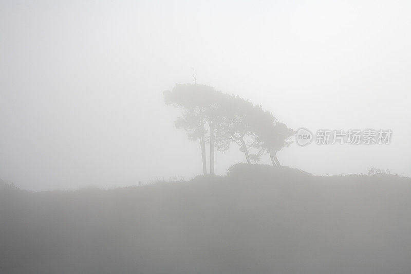 沿海的树木在雾中几乎看不见