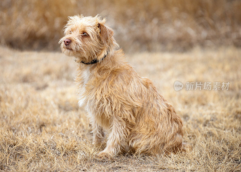 毛茸茸的狗坐在户外，面朝前方