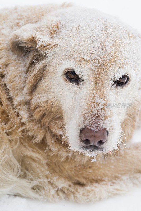 雪景金毛寻回犬的肖像