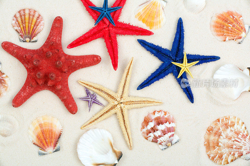 白色沙滩上五颜六色的海星和贝壳