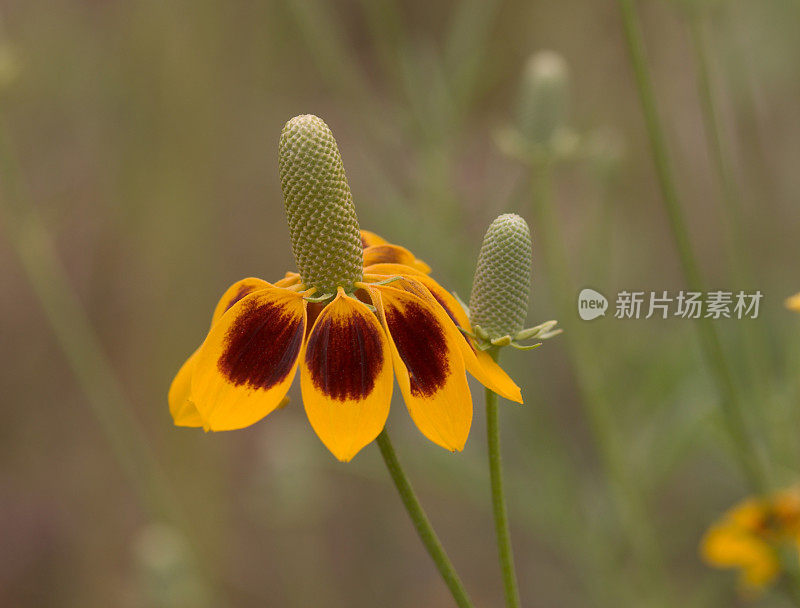 墨西哥帽开花