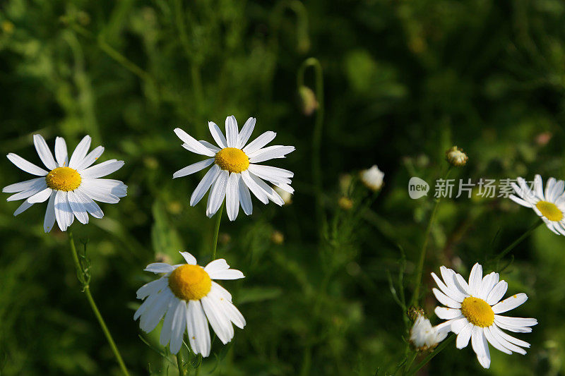 野生白菊(白菊花)