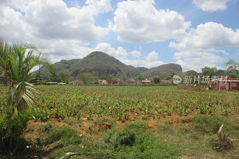 Vinales山谷烟草田