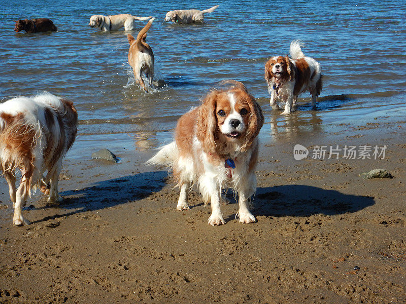 海滩上的狗