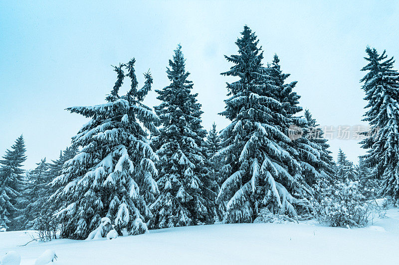 美丽的冬季景观和白雪覆盖的树木