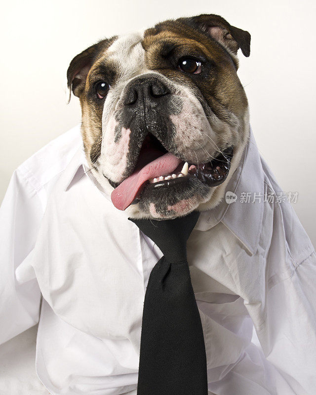 搞笑的英国斗牛犬姿势在白衬衫和黑领带