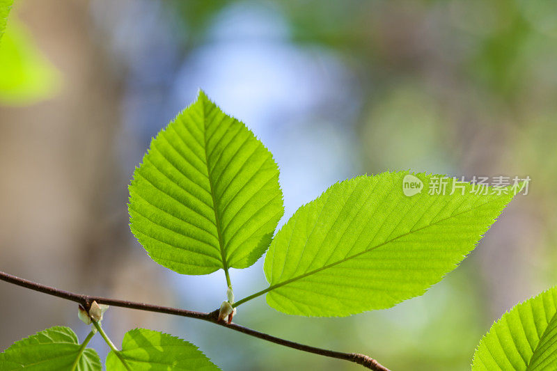 一对新的春天的叶子