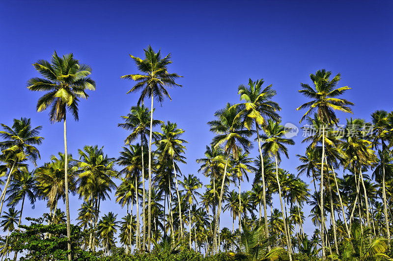 一个热带岛屿上的椰子林