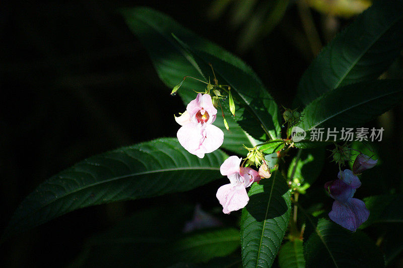 森林里的野生兰花