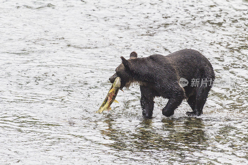 灰熊带着她的猎物到鱼溪岸边