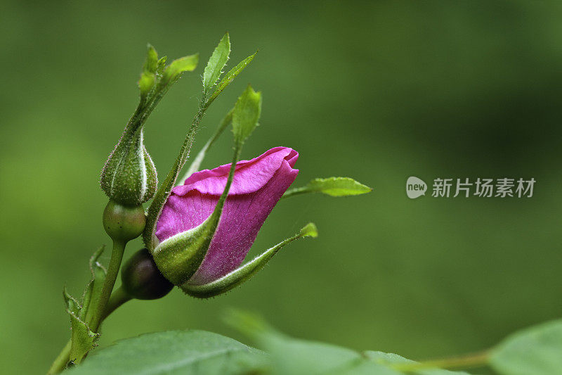 野玫瑰花蕾