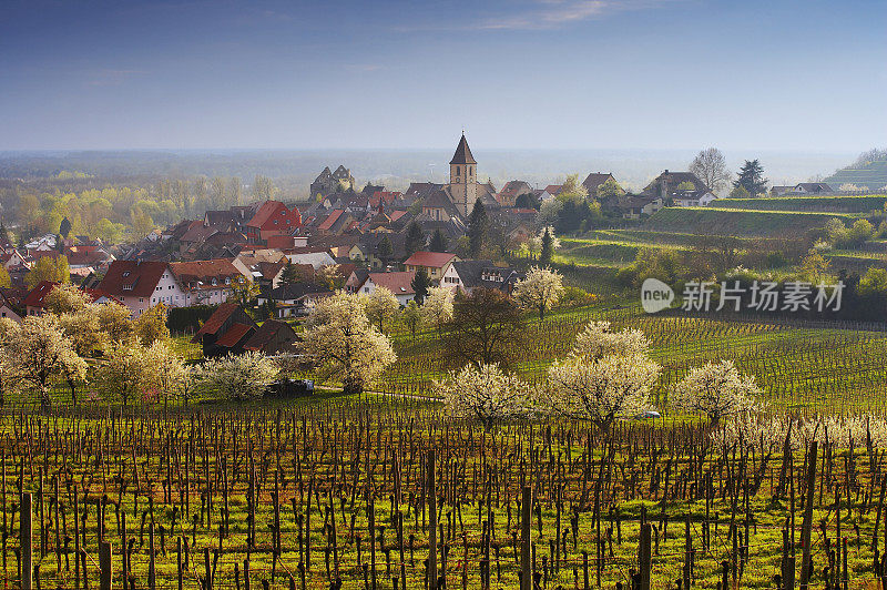 葡萄园和典型的德国村庄在春天