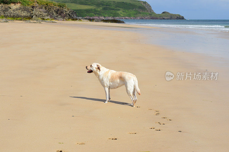 拉布拉多寻回犬