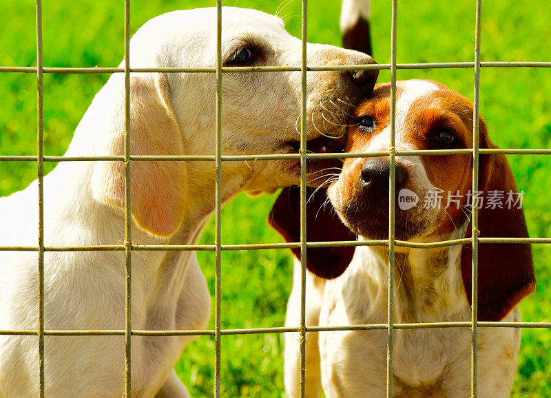 英国猎狐犬