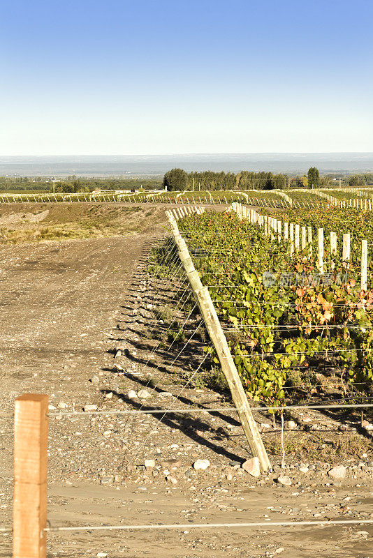 葡萄园在阿根廷