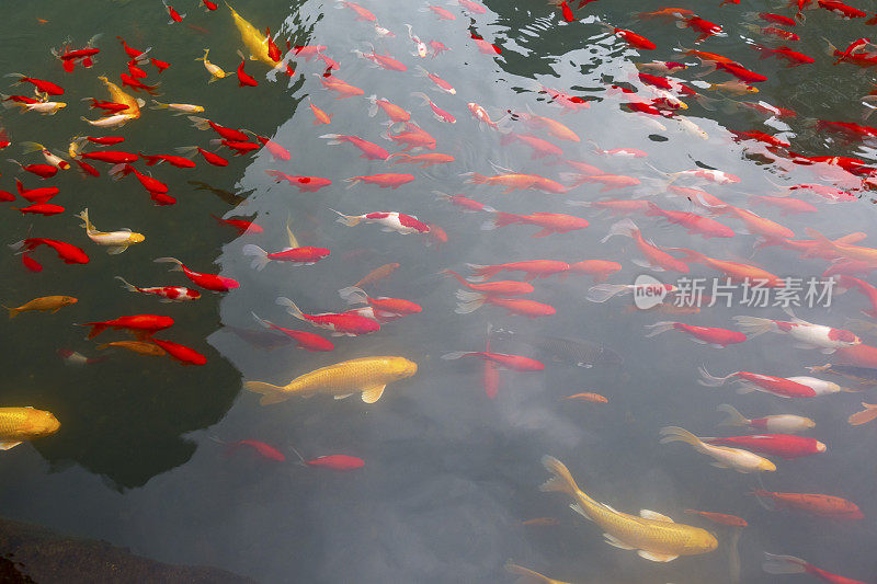 一群金鱼在池塘里游泳