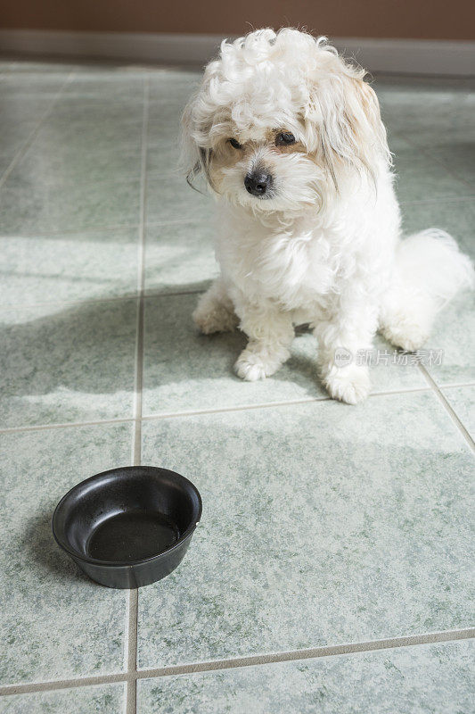 饥饿的小狗盯着空碗