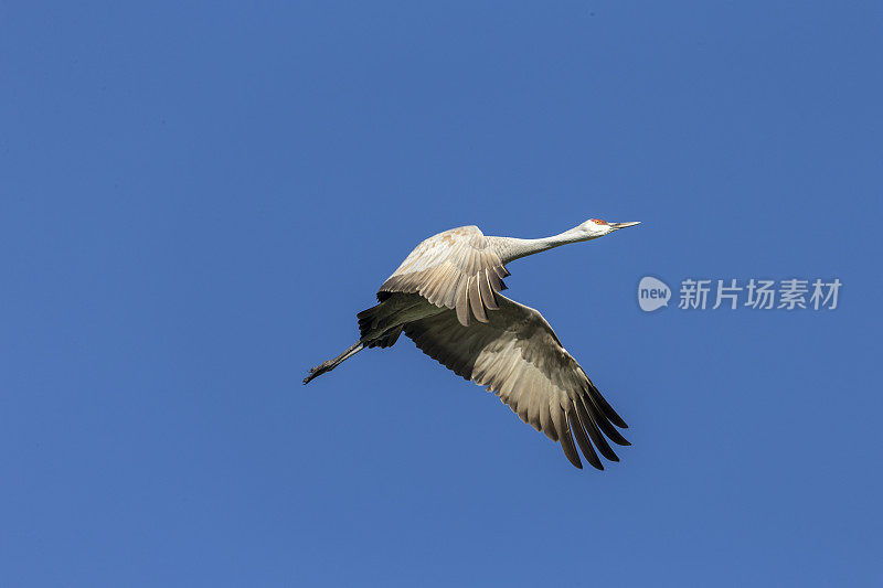 一只沙丘鹤在飞，加利福尼亚，美国