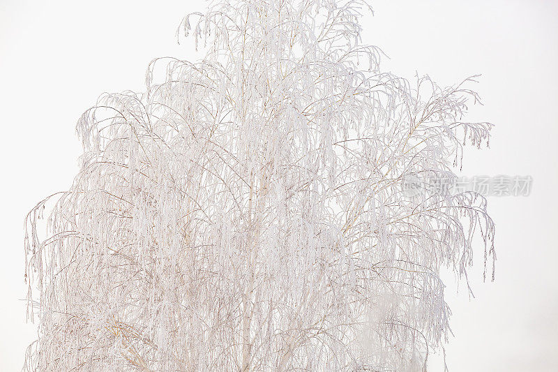 自然背景-冬天的树枝和白霜