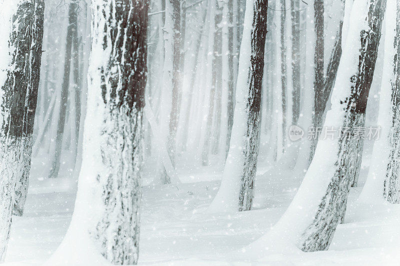 冬天森林里的树被雪覆盖。