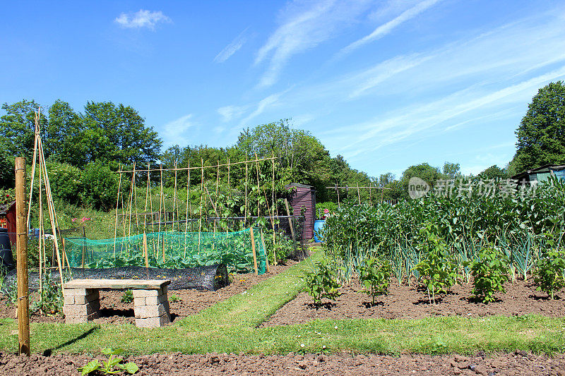 图像分配蔬菜花园，种植蔬菜的床，长凳，钟