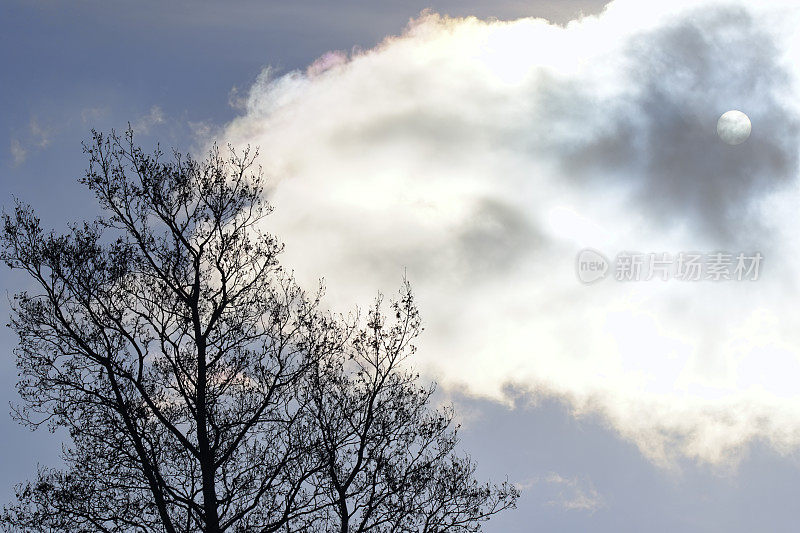 光秃秃的冬天树的剪影与太阳在云