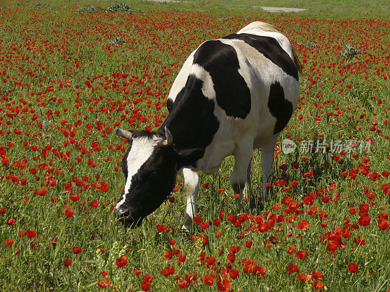 罂粟田里的牛