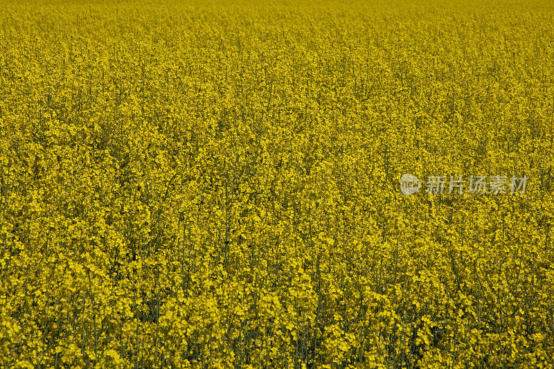 油菜开花