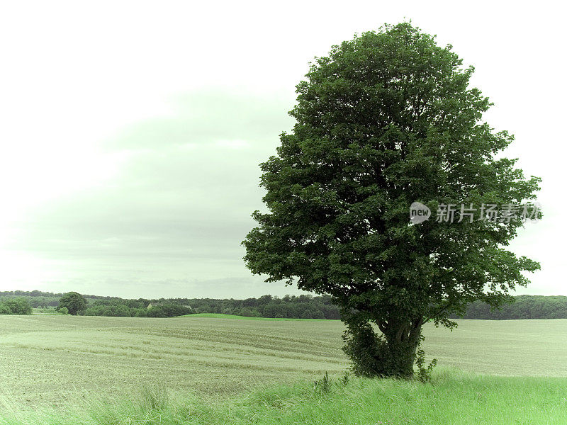 丹麦的风景。