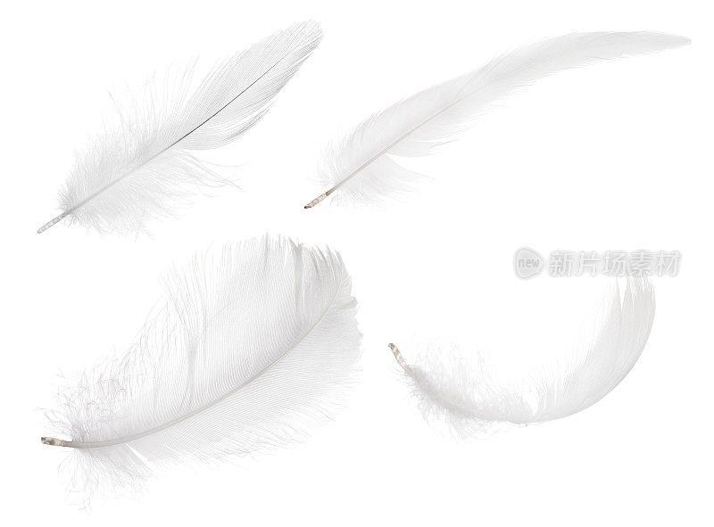 四个纯白色孤立的羽毛
