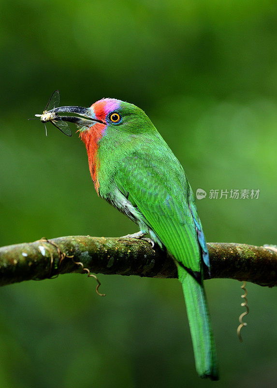 红胡子的食蜂鸟(夜莺)美丽的绿色鸟类