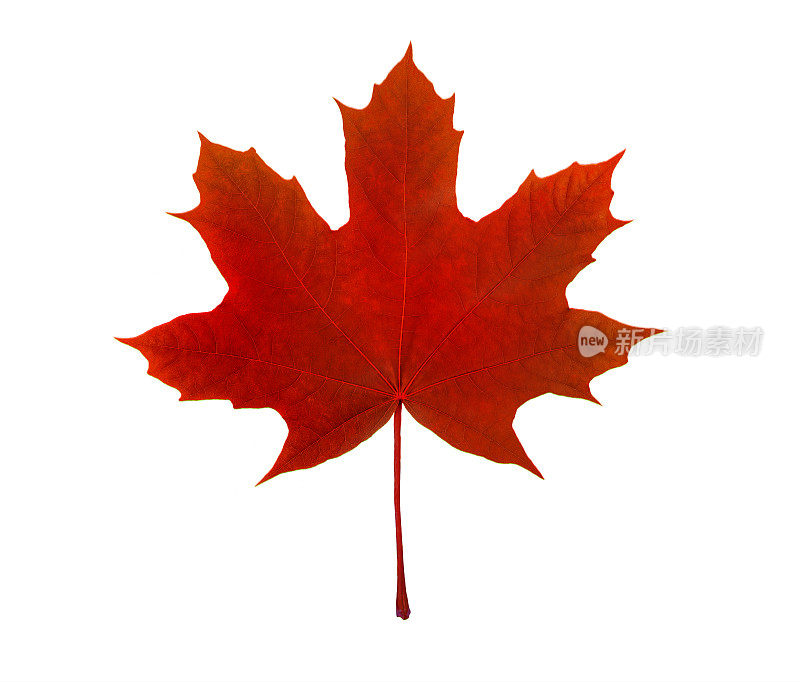 枫叶，加拿大的象征，在白色的背景上