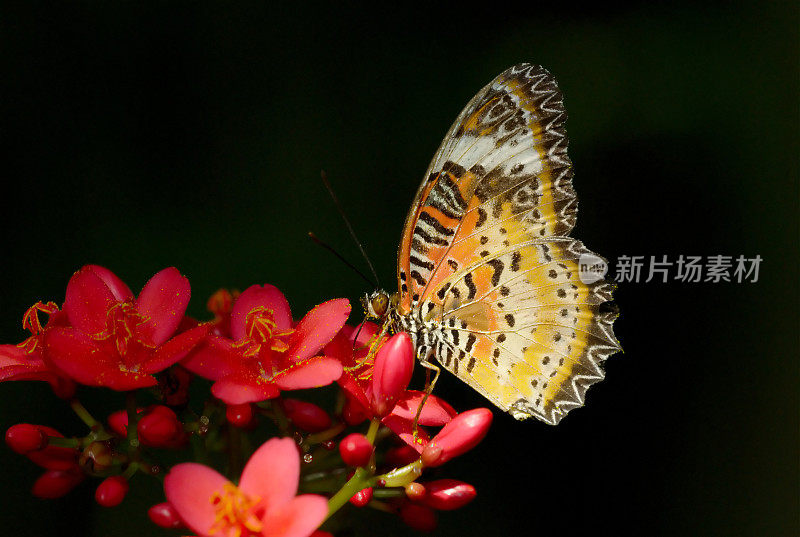 泰国豹草蛉(豹草蛉)