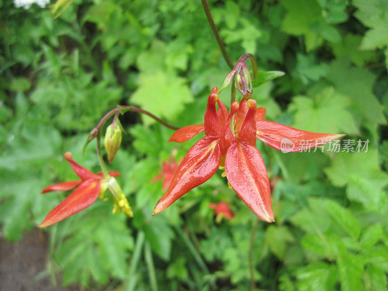 红色花耧斗菜