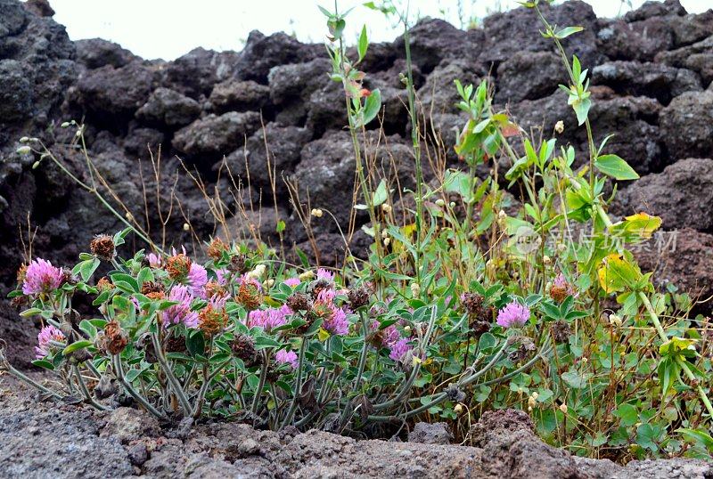 意大利维苏威火山口