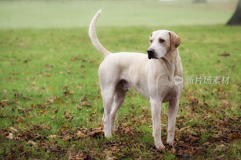 狐狸猎犬